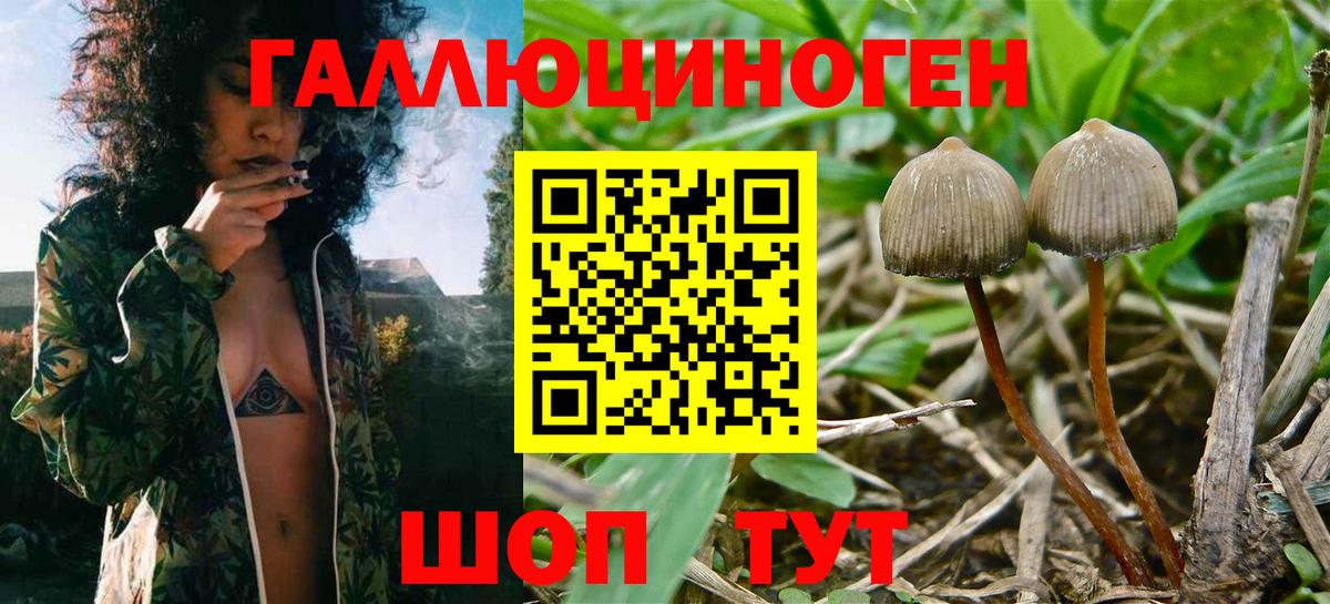 Гусь-Хрустальный  Псилоцибиновые грибы мицелий  Вход с VPN 